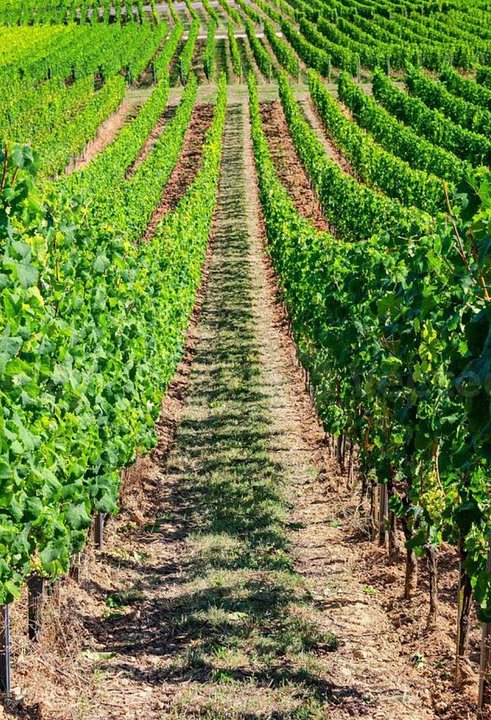 La Plantación Narbona