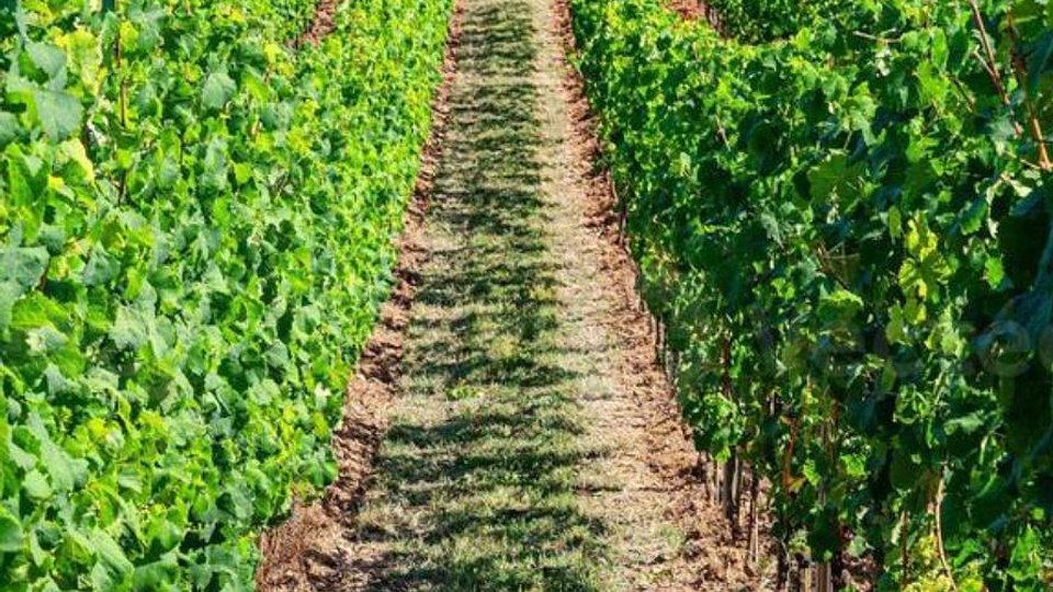 La Plantación Narbona